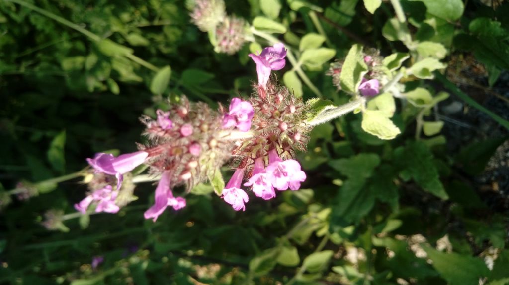 Lamiaceae: Clinopodium vulgare