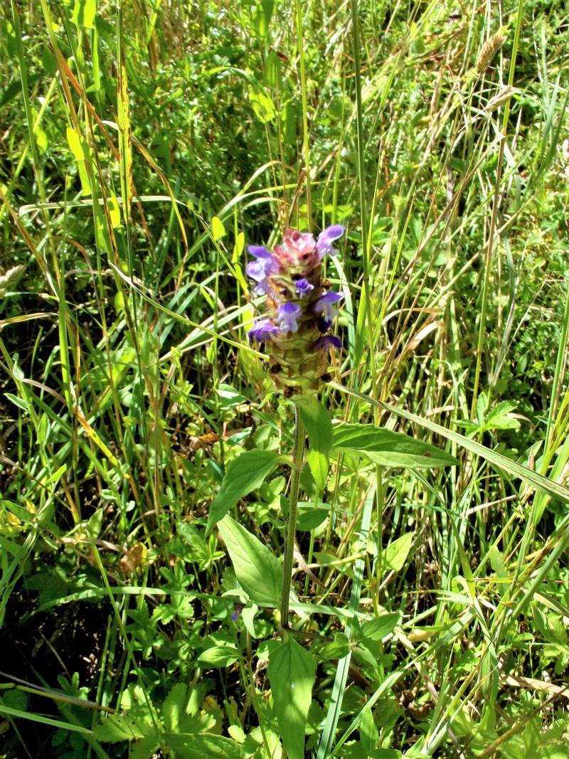 Lamiaceae: Prunella vulgaris