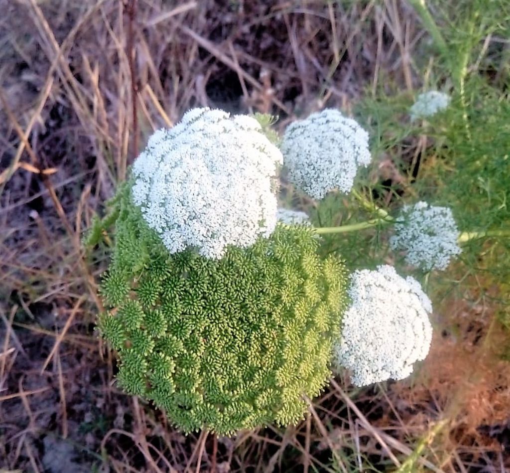 Apiaceae: Visnaga daucoides