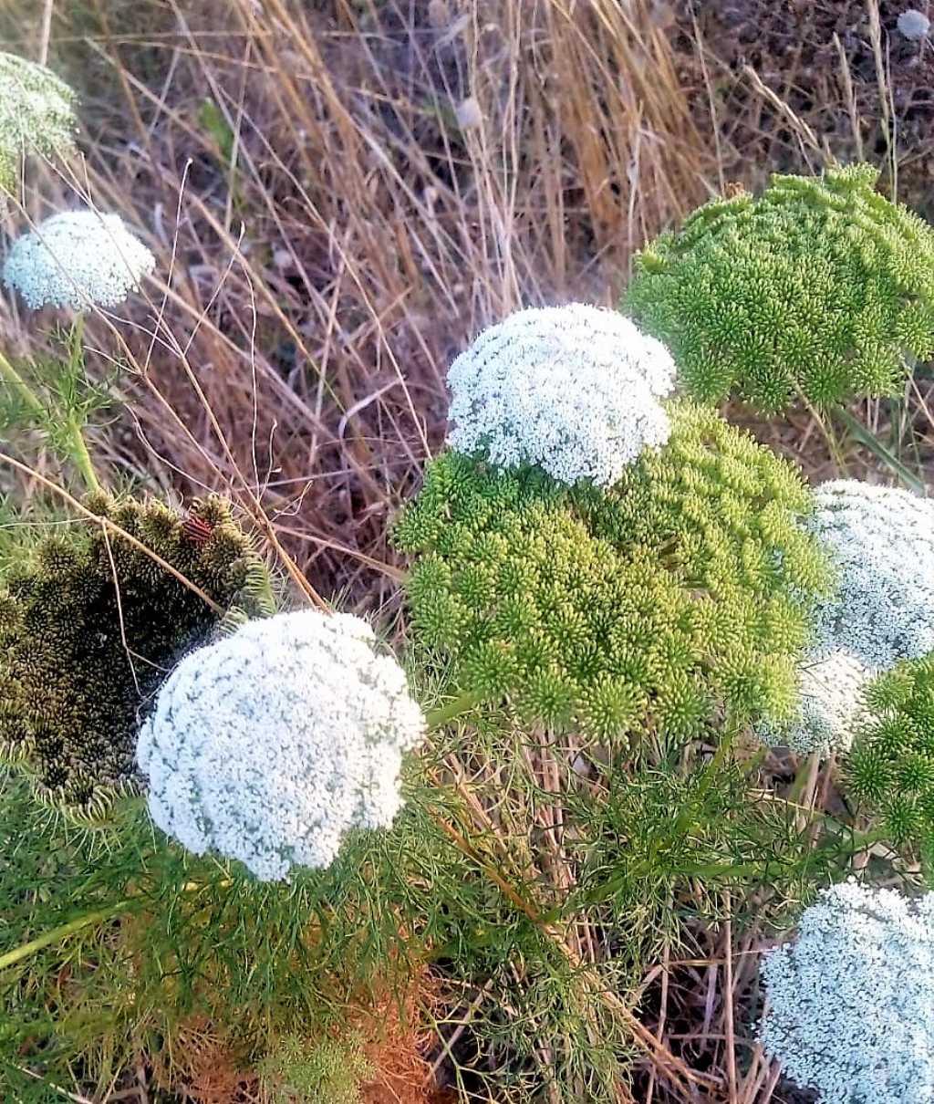 Apiaceae: Visnaga daucoides