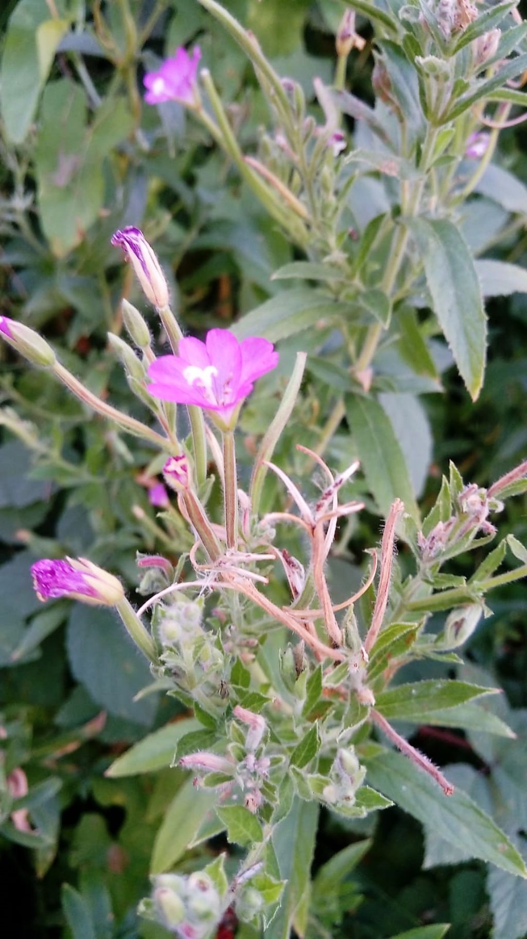 Epilobium hirsutum