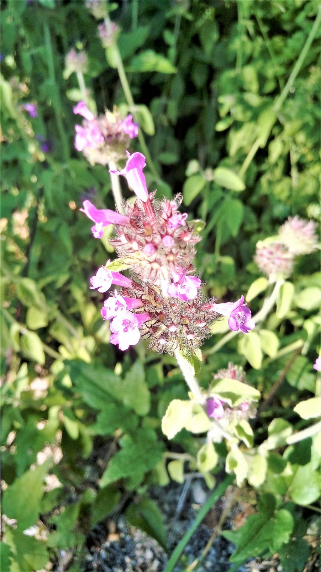 Lamiaceae: Clinopodium vulgare s.l.