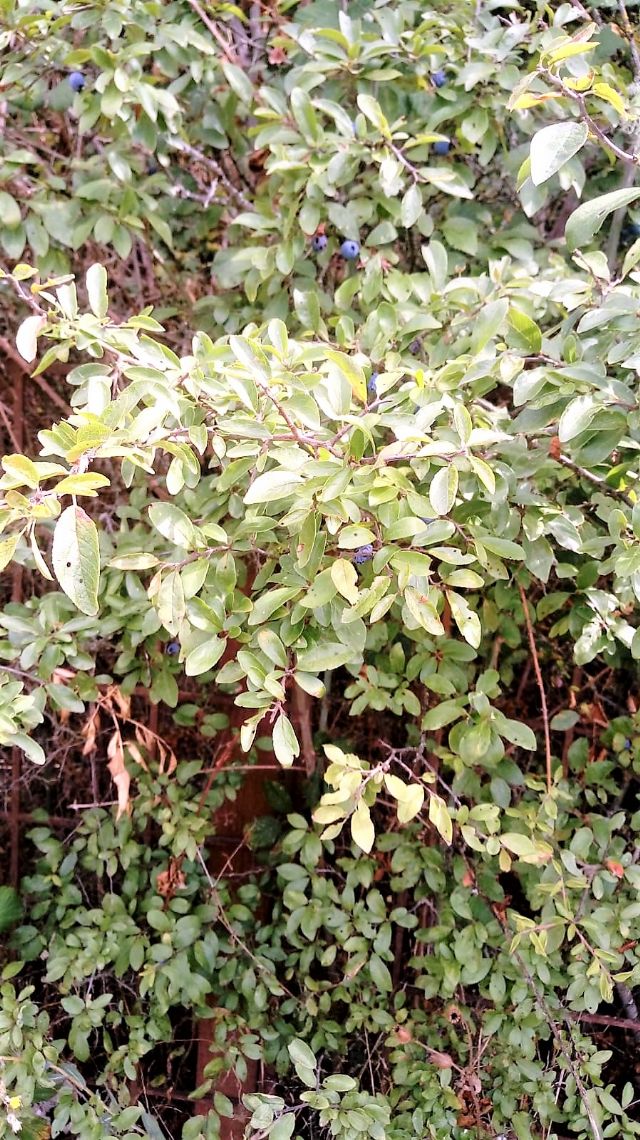 Prunus spinosa?  Sì !