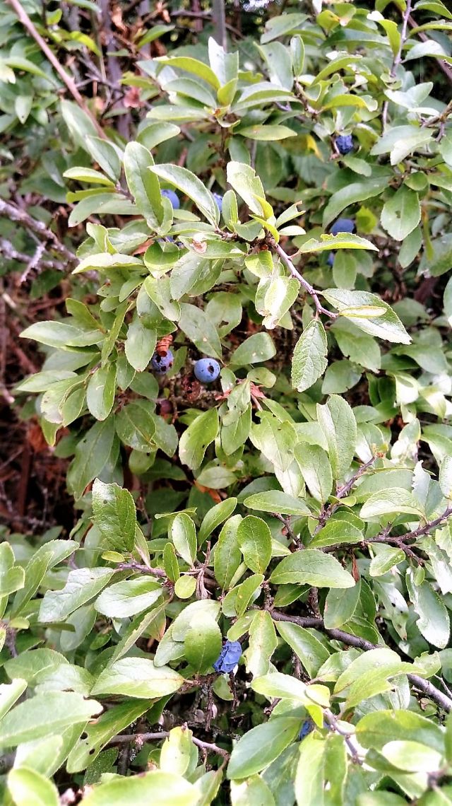 Prunus spinosa?  Sì !