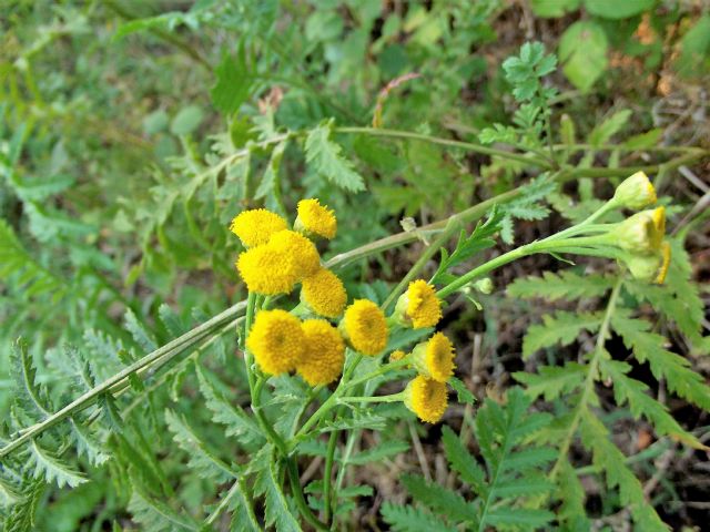 Piccola asteracea gialla. Tanacetum vulgare