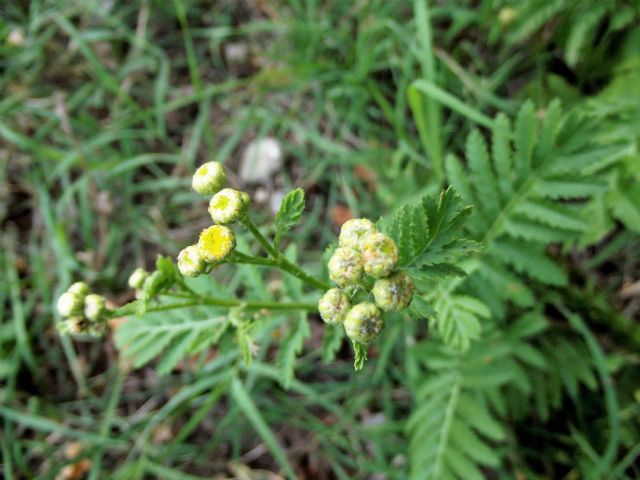 Piccola asteracea gialla. Tanacetum vulgare
