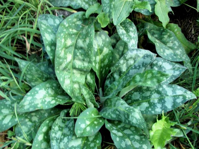 foglie maculate: Pulmonaria sp. (Boraginaceae)