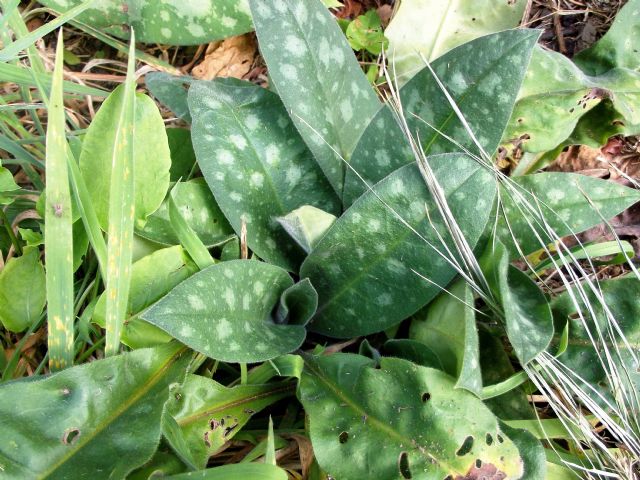 foglie maculate: Pulmonaria sp. (Boraginaceae)