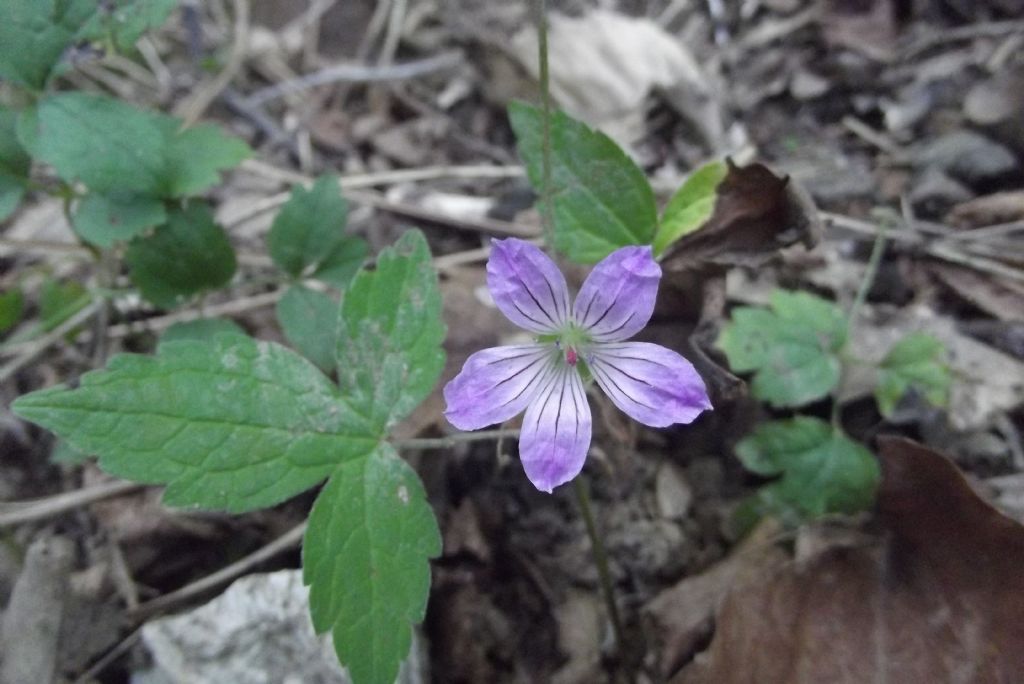 geranium? Geranium nodosum