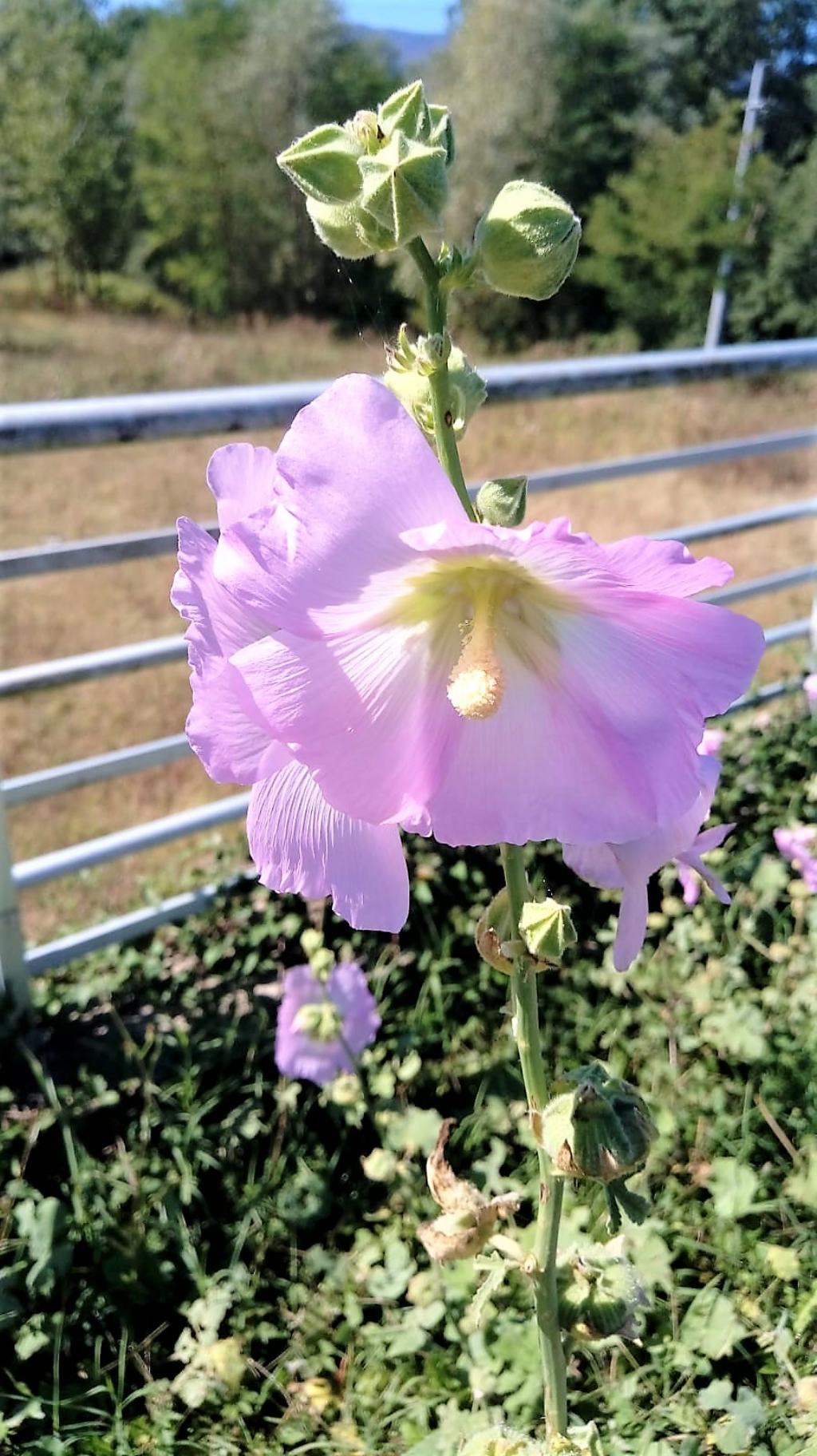 Alcea biennis?  Alcea cfr. setosa (Malvaceae)