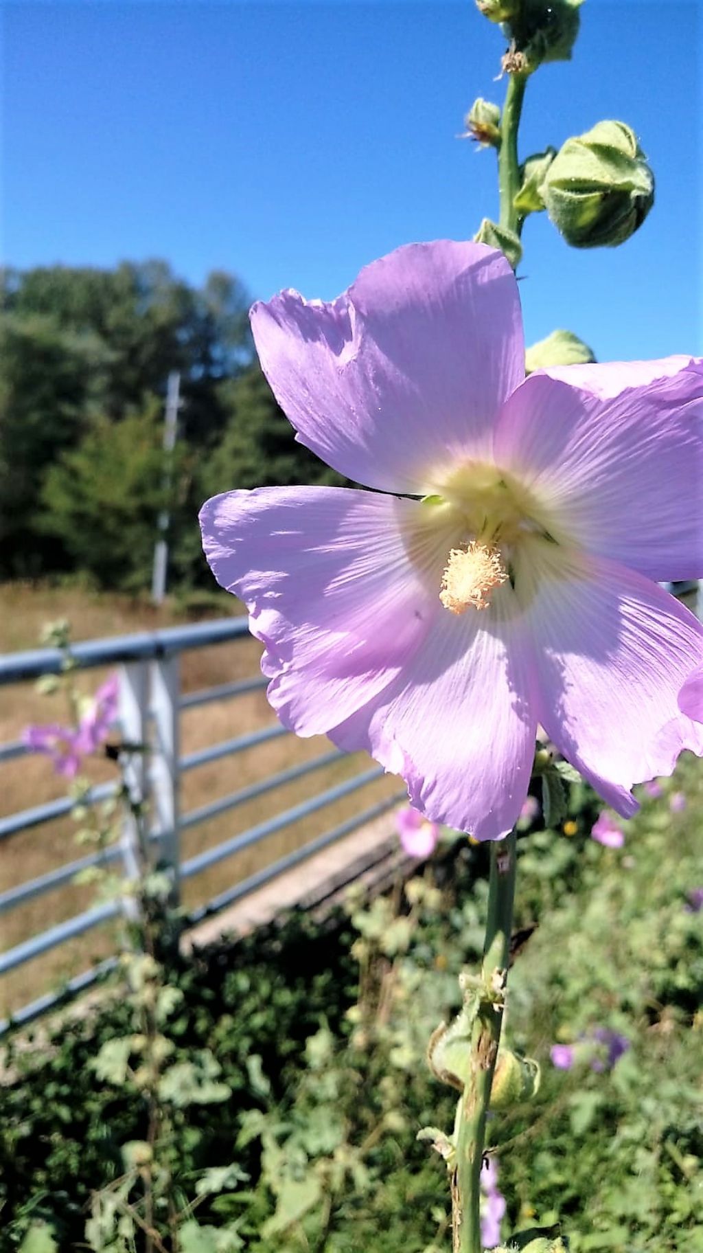 Alcea biennis?  Alcea cfr. setosa (Malvaceae)