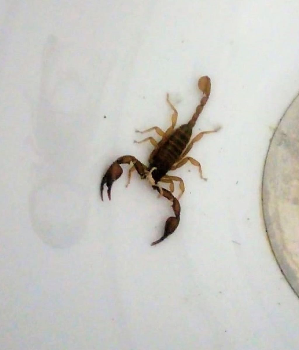 Euscorpius cf. aquilejensis da Chitignano I(AR)