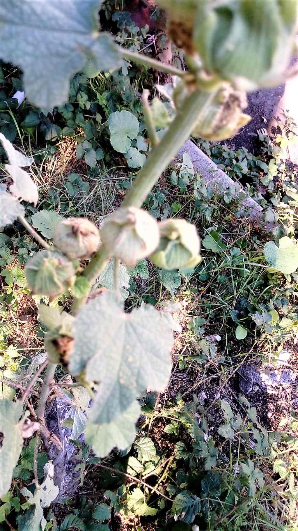 Alcea biennis?  Alcea cfr. setosa (Malvaceae)
