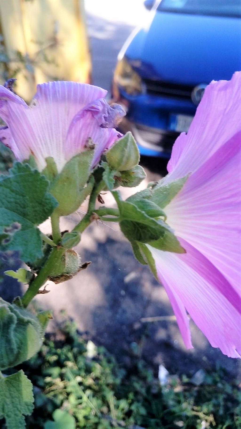 Alcea biennis?  Alcea cfr. setosa (Malvaceae)