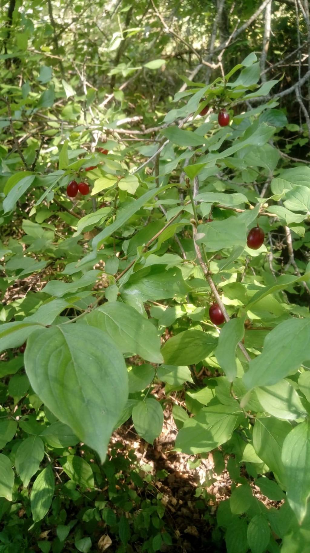 Cornus mas (Cornaceae)