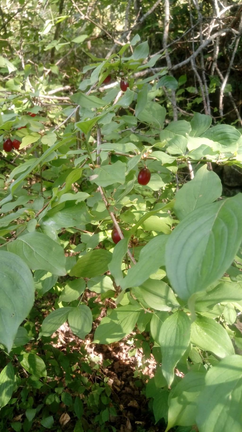 Cornus mas (Cornaceae)