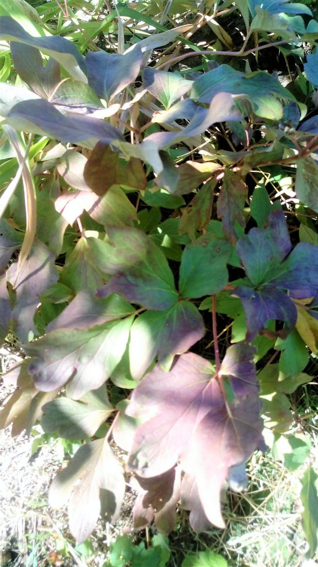 Paeonia sp.  (Saxifragales Paeoniaceae)