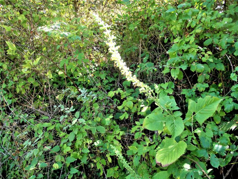 Salvia glutinosa (Lamiaceae)