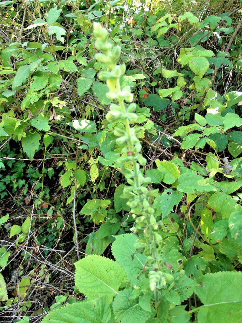 Salvia glutinosa (Lamiaceae)