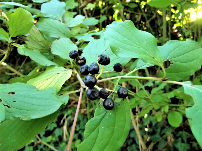 Cornus sanguinea?  Sì !