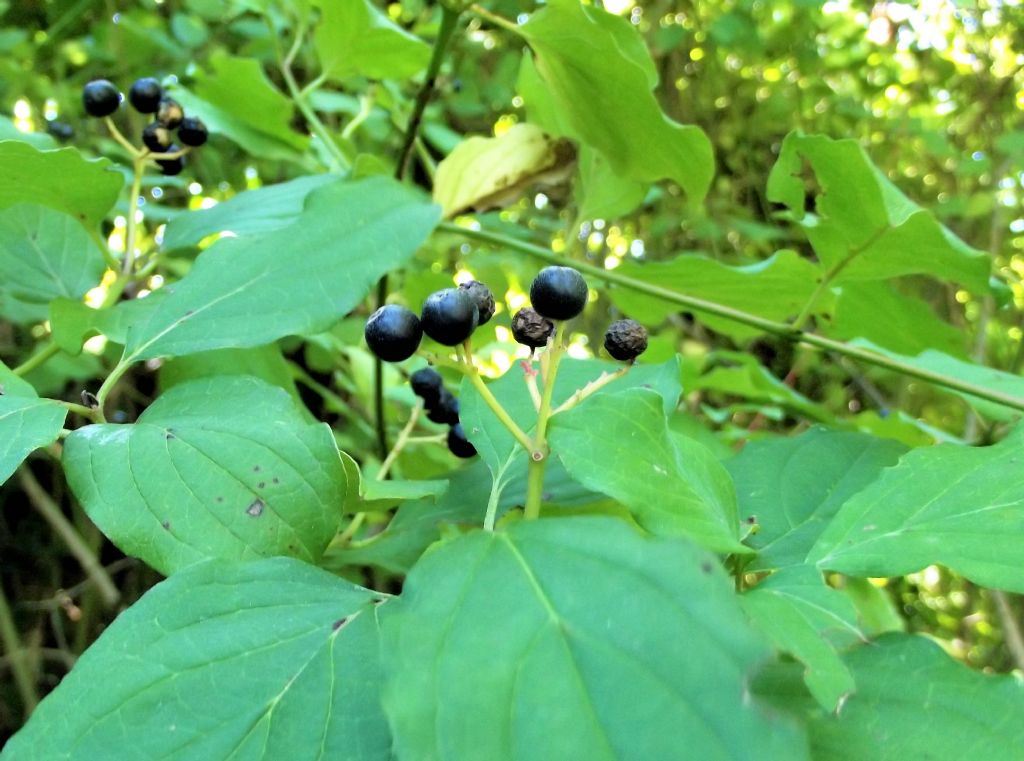 Cornus sanguinea?  Sì !