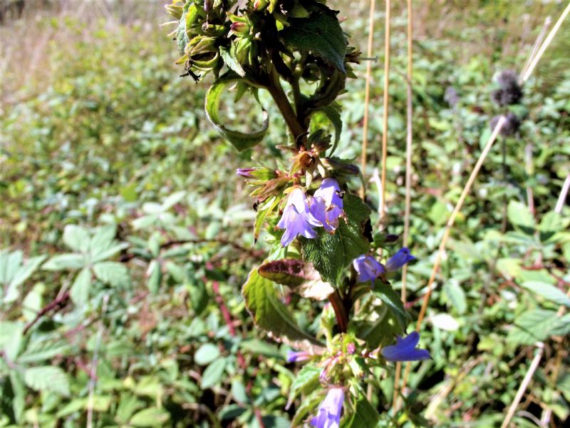 Campanula trachelium