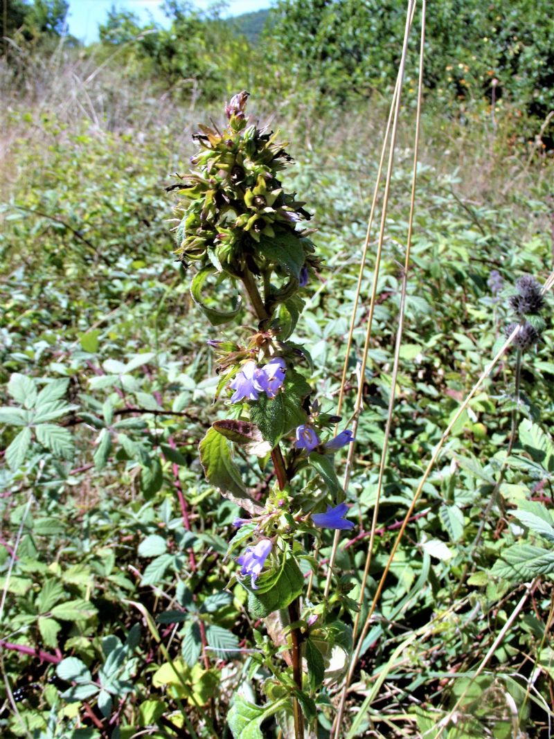 Campanula trachelium