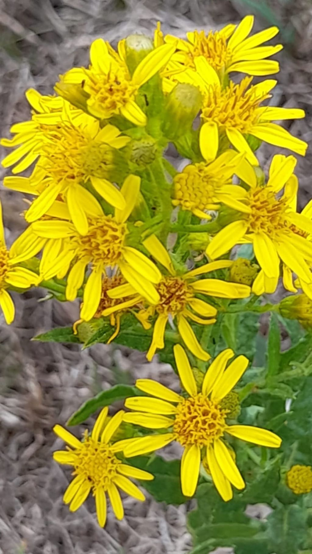 Inula?  S, Dittrichia viscosa (ex Inula viscosa)