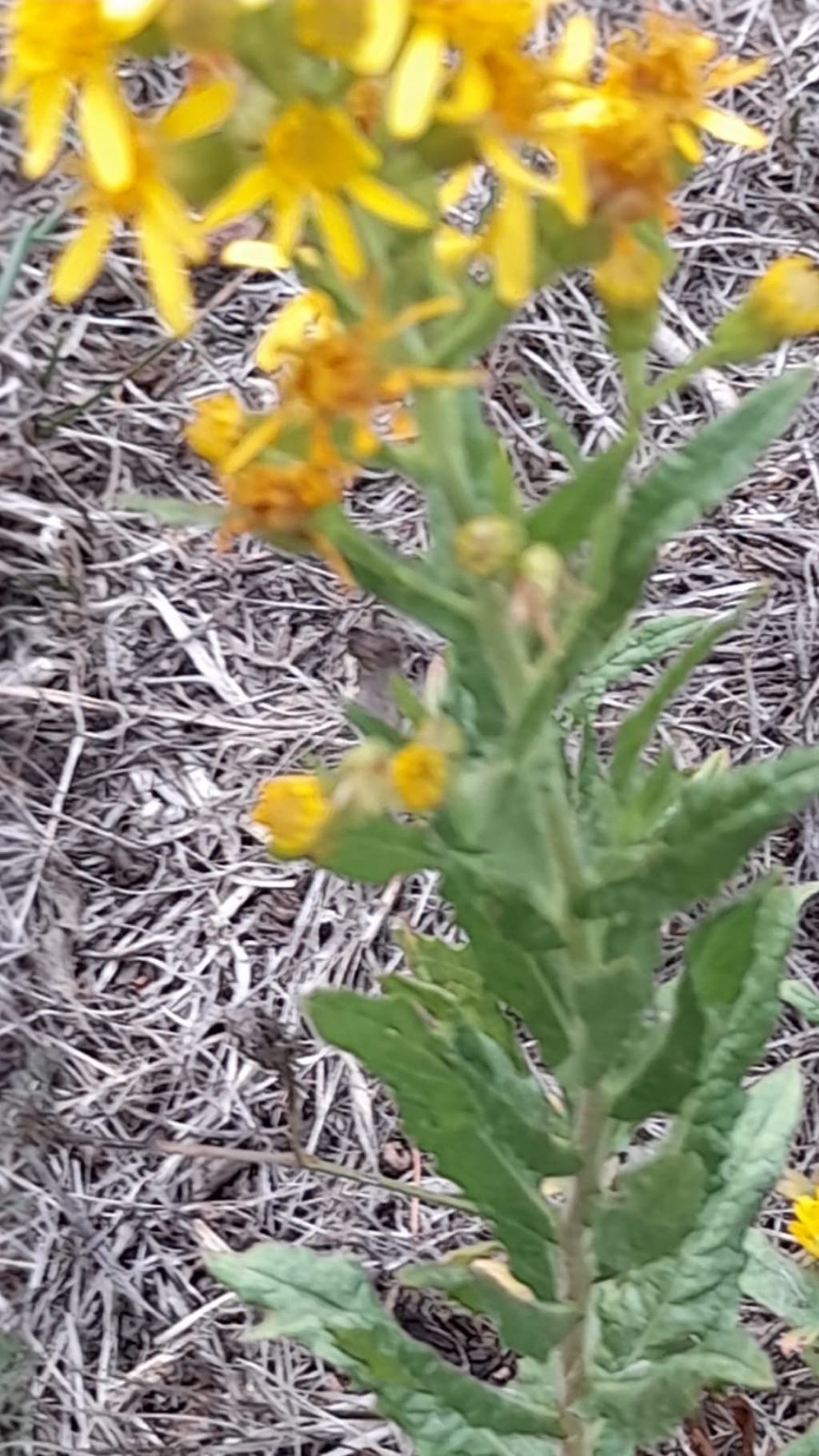 Inula?  S, Dittrichia viscosa (ex Inula viscosa)