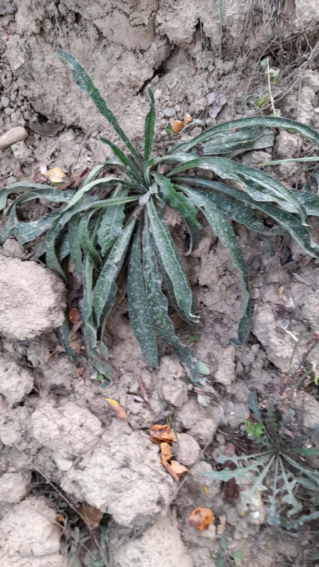 Echium vulgare (rosetta basale)