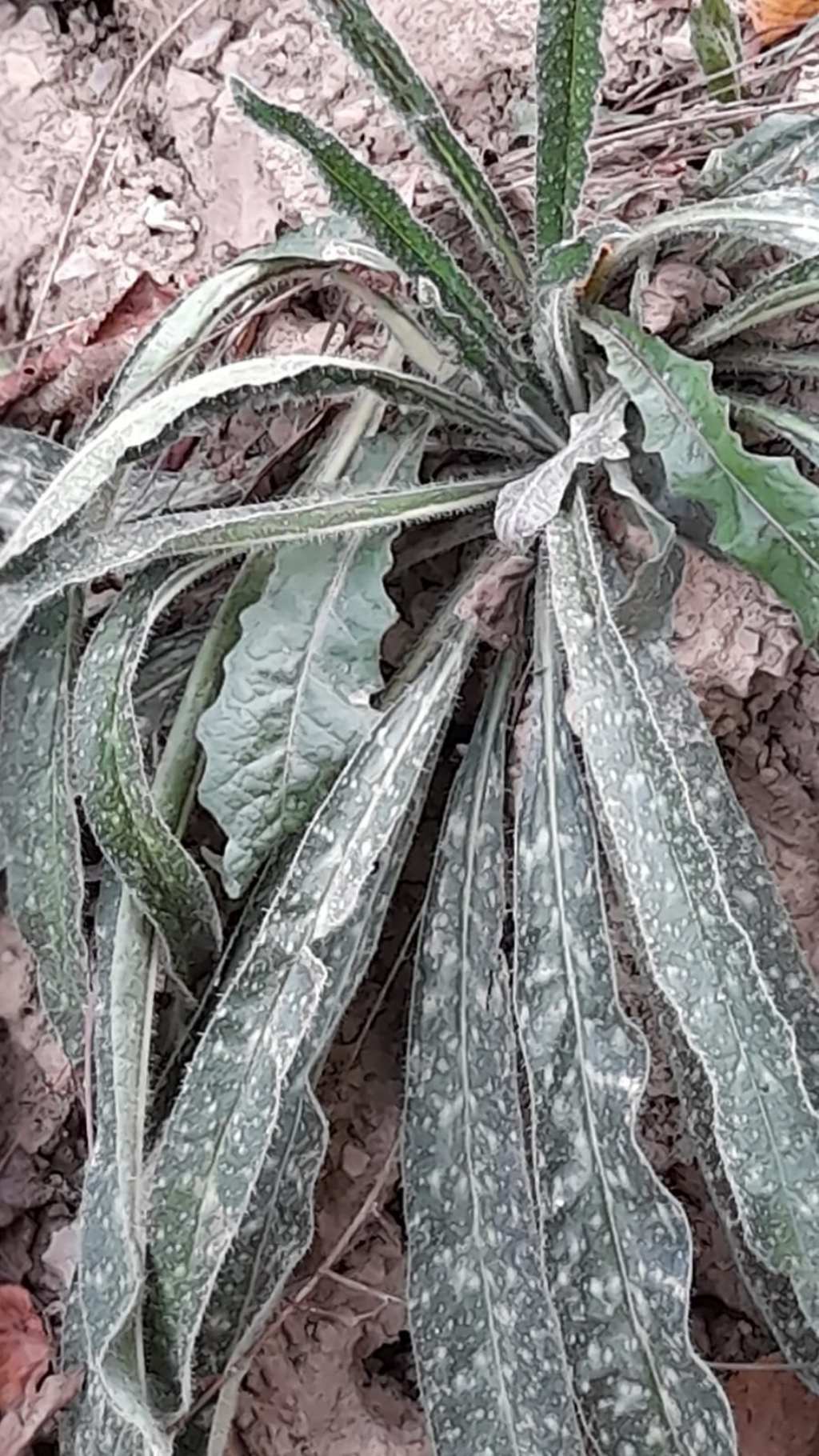 Echium vulgare (rosetta basale)