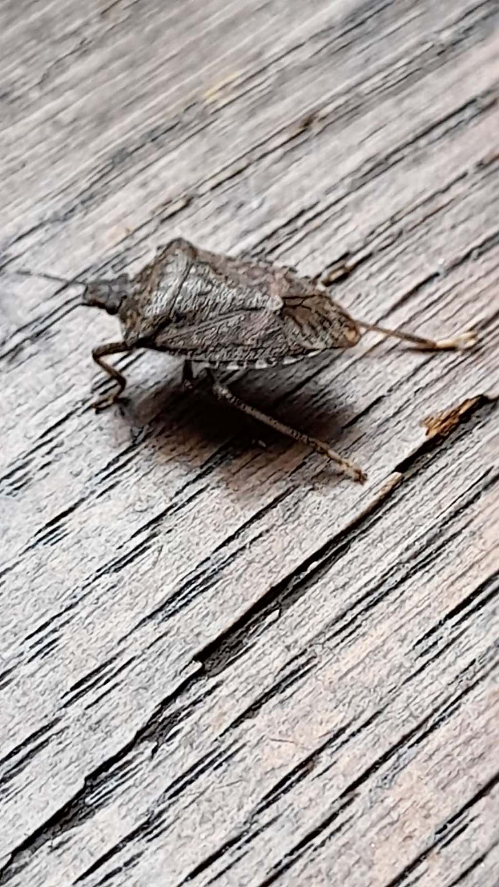 da identificare