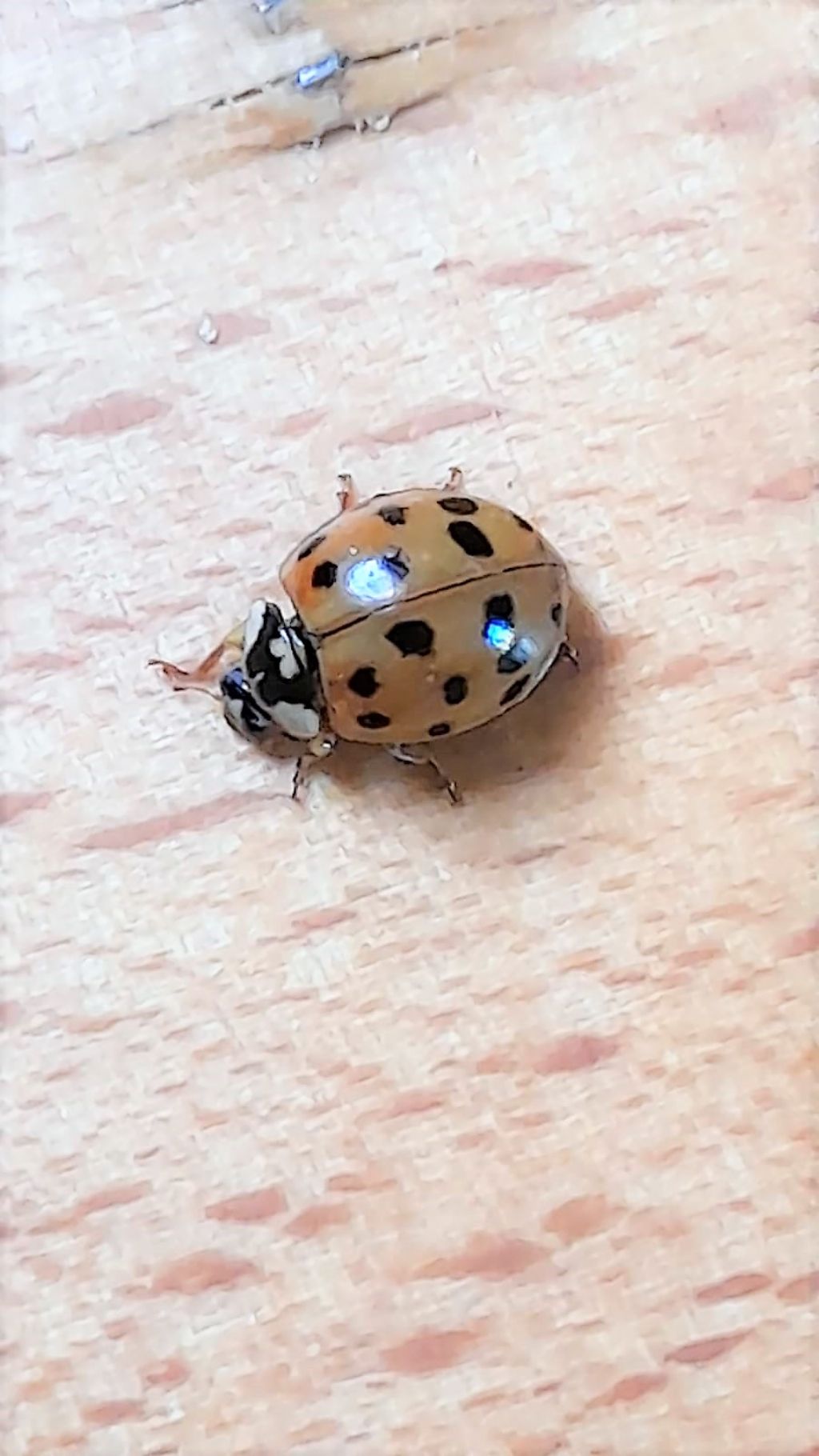 Coccinellidae: Harmonia axyridis