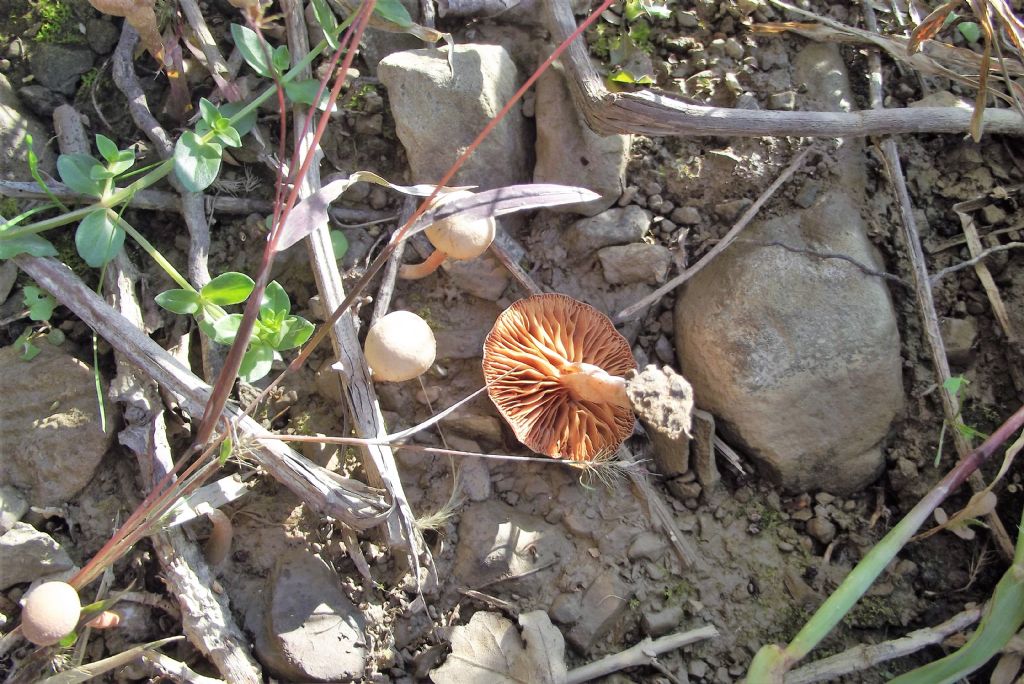 piccolo fungo da identificare