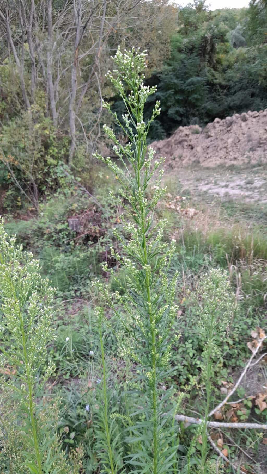 Erigeron sumatrensis (Asteraceae)