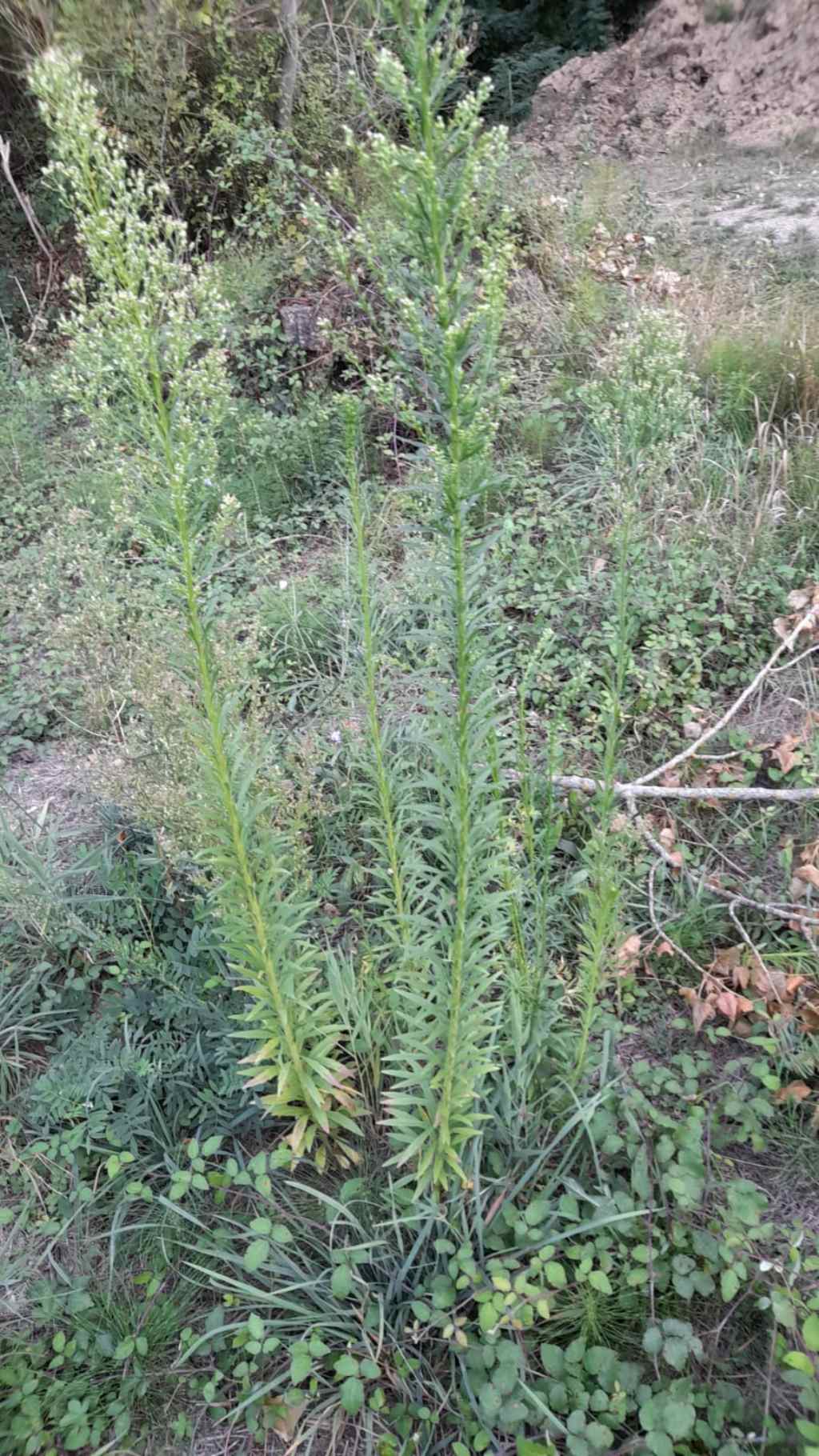 Erigeron sumatrensis (Asteraceae)