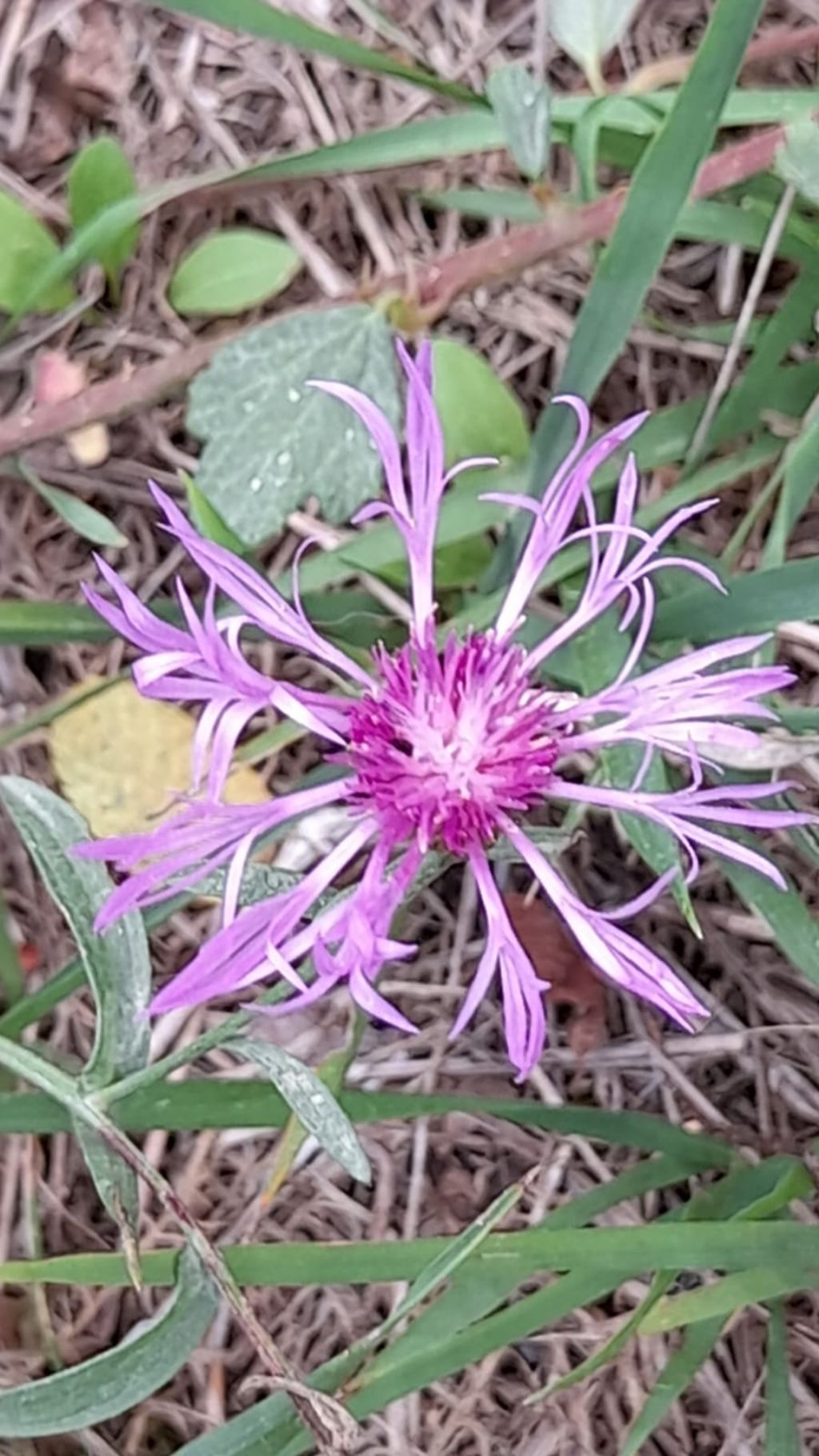 Centaurea sp.