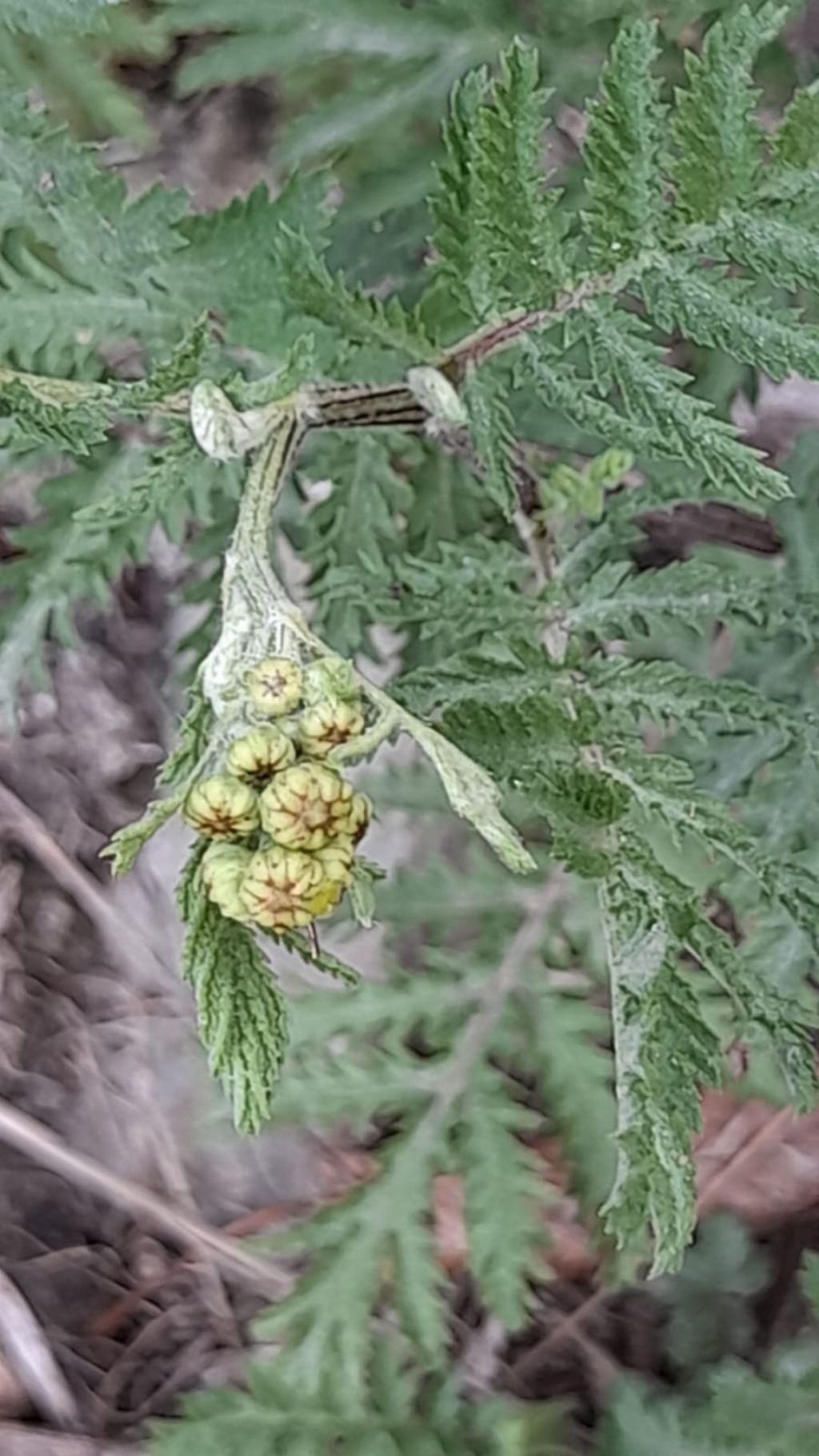Tanacetum vulgare (Asteraceae)
