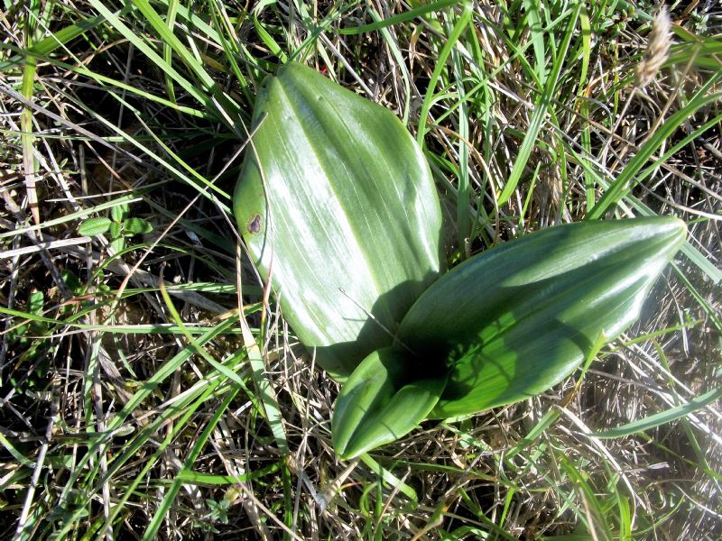 Himantoglossum robertianum?