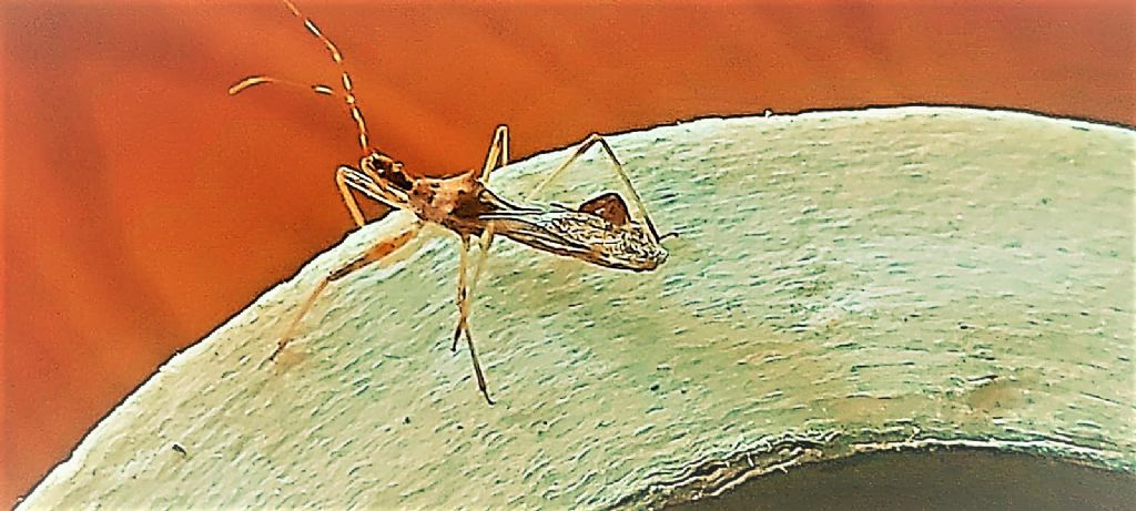 Cos''è ?   Nagusta goedelii (Reduviidae)