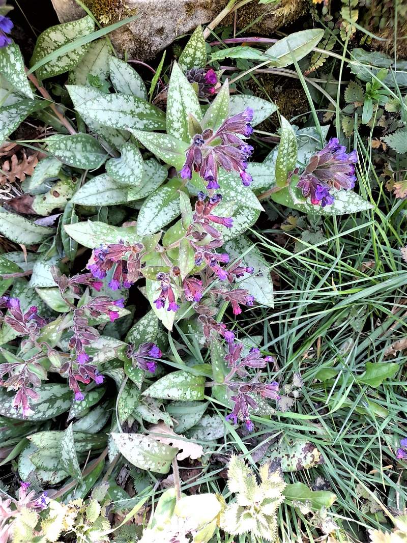 Pulmonaria?