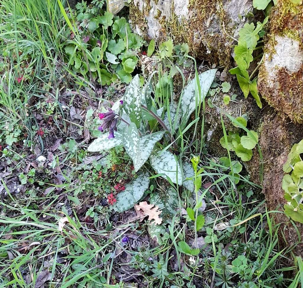 Pulmonaria?