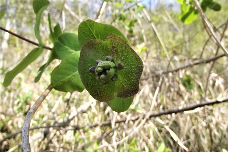 Lonicera?