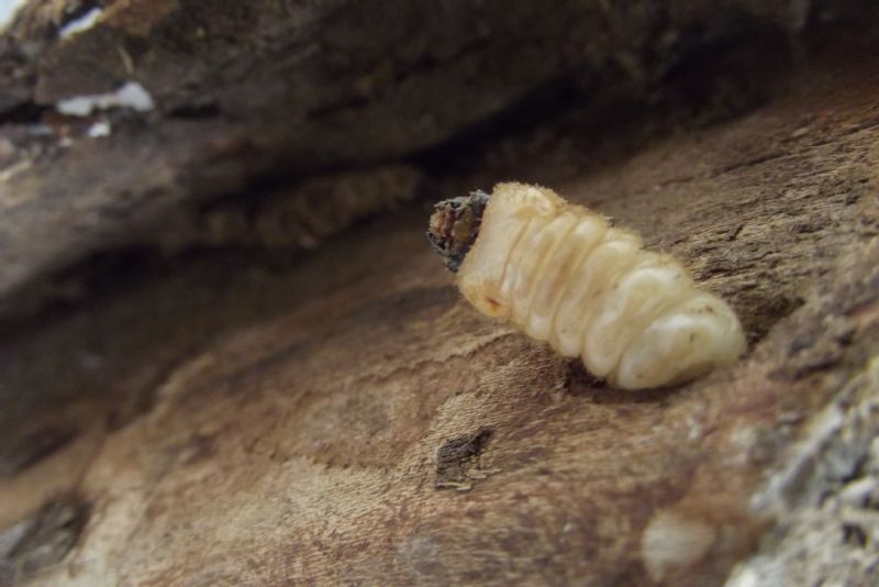 larva di coleottero?  S, di Cerambycidae