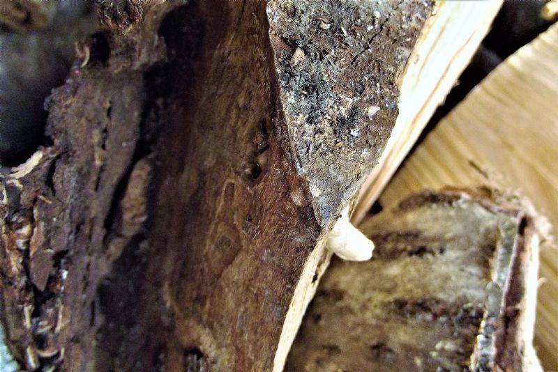 larva di coleottero?  S, di Cerambycidae