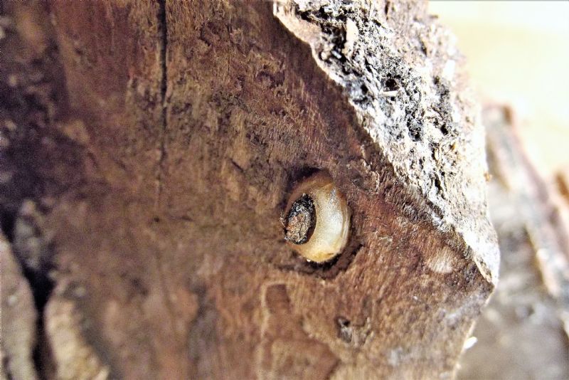 larva di coleottero?  S, di Cerambycidae