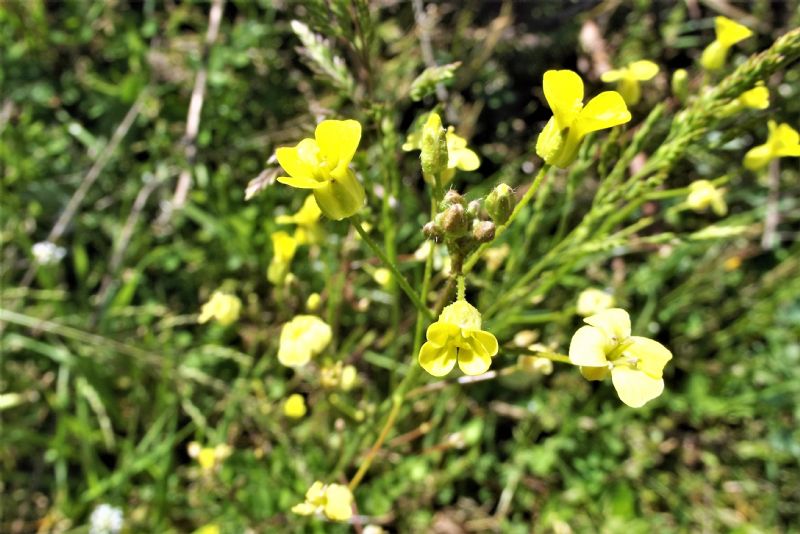 piccolo fiore giallo