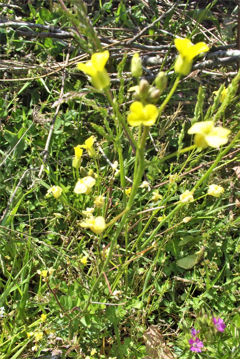 piccolo fiore giallo
