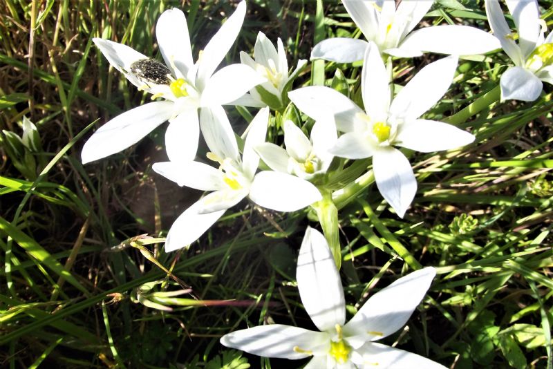 Ornithogalum, quale?