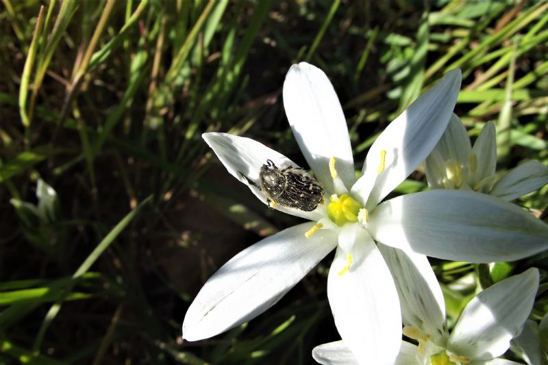 Ornithogalum, quale?